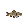 Piapara