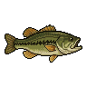 Black bass