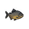 Pacu