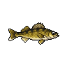 Walleye