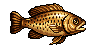Dourado